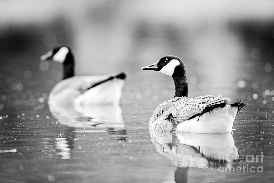 Wildlife Photograph - Canada Goose Pair - BW by Scott Pellegrin