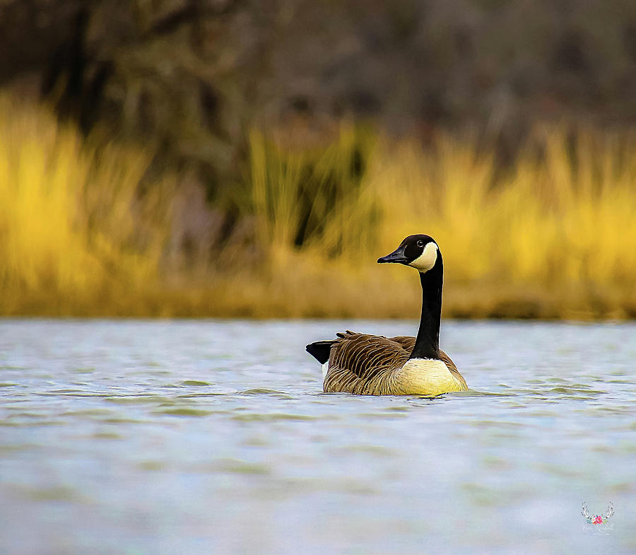 Canada Goose Photograph by Pam Rendall