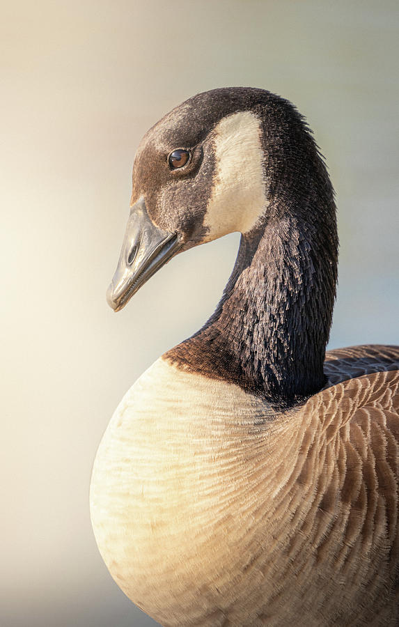 Canada Goose Portrait  Photograph by Jordan Hill