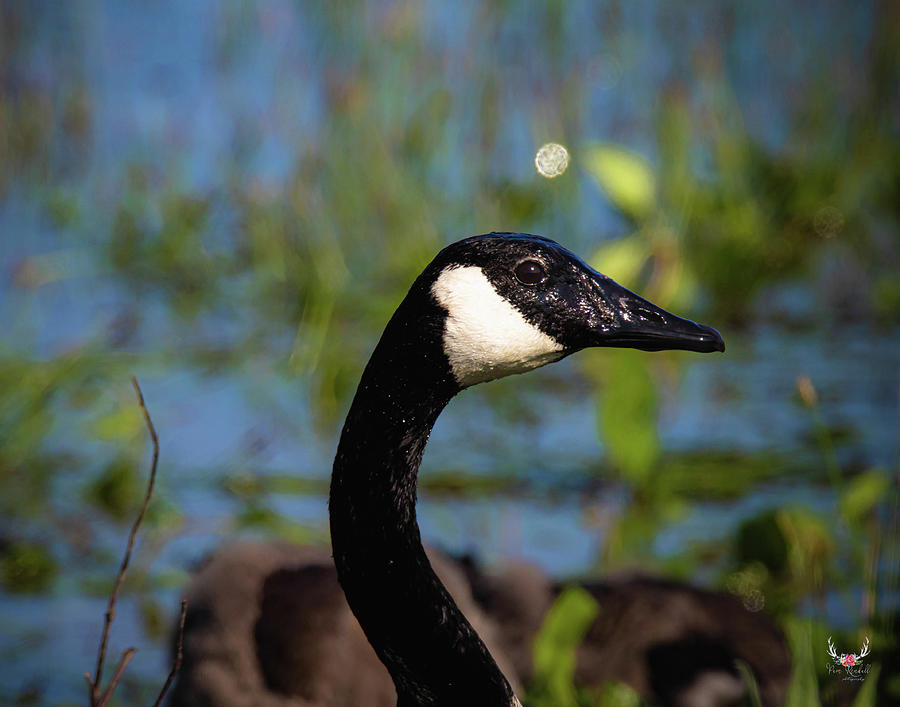 Canada Goose Portrait Photograph by Pam Rendall