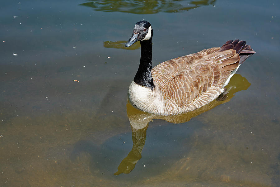 Canada Goose Reflected Photograph by Sally Weigand