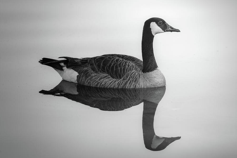 Canada Goose Reflection Black And White Photograph by Jordan Hill