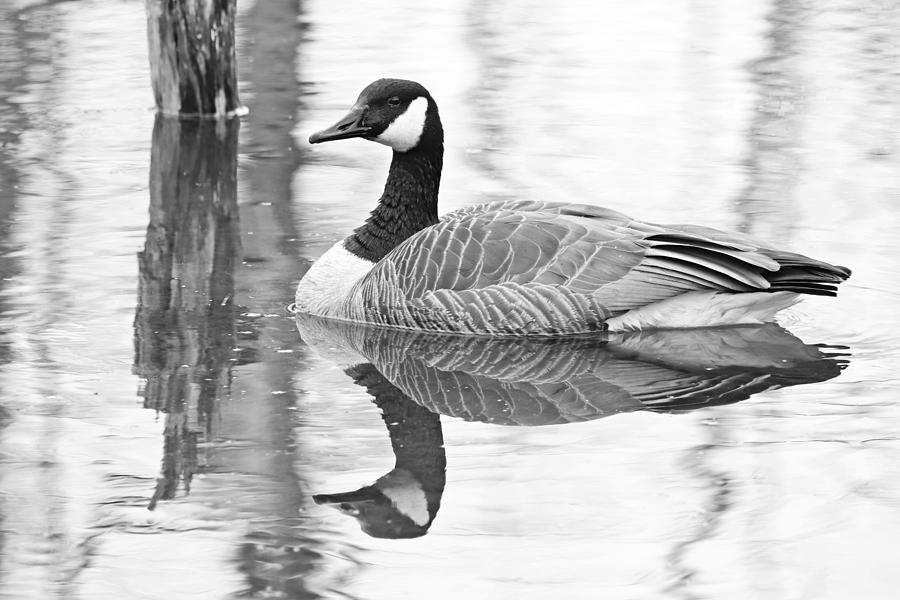 Canada Goose Reflections Black And White Photograph