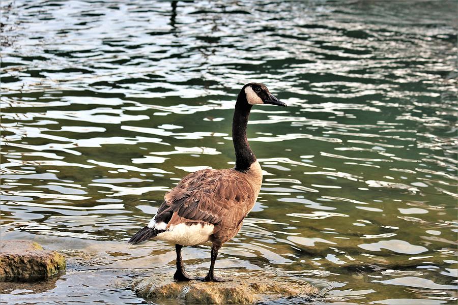 Canada Goose Sentinel Photograph by Sheila Brown