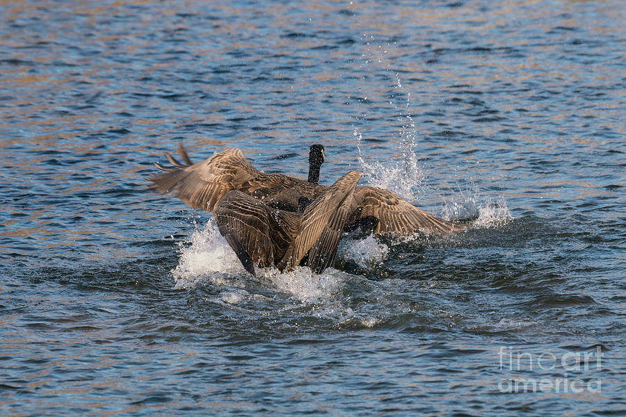 Canada Goose Splashing Fight Photograph by Jennifer White