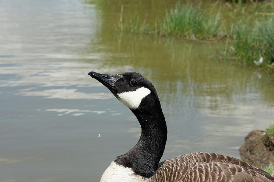 Canada goose staring up Photograph by Scott Lyons