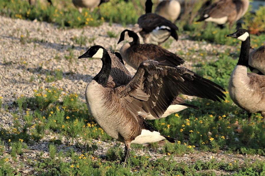 Les canada cheap goose