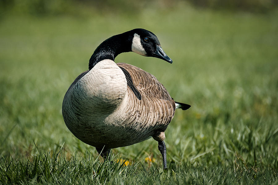 Canada Goose Photograph by Stuart Litoff