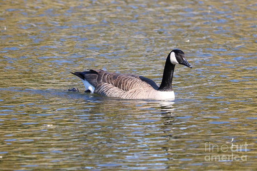 Canada Goose Swimming Photograph by Carol Groenen