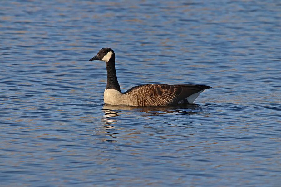 Canada Goose Swimming In Marsh Photograph