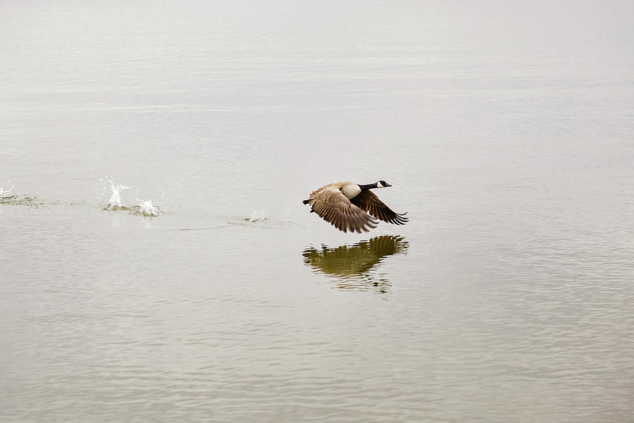 Canada goose taking flight Photograph by SAURAVphoto Online Store