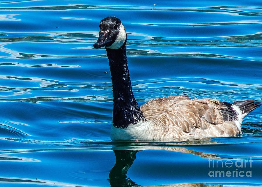 Canada Goose by Viki Velazquez Canada Goose by Viki Velazquez