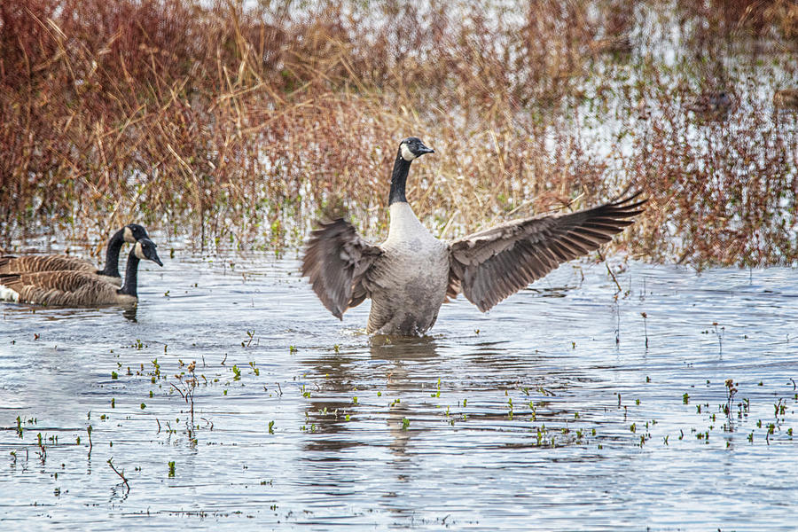 Canada Goose Wing Stretch Photograph by Bob Decker