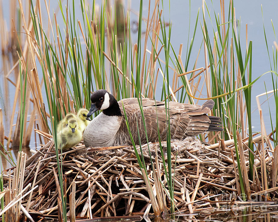 Canada Goose With Chicks Photograph