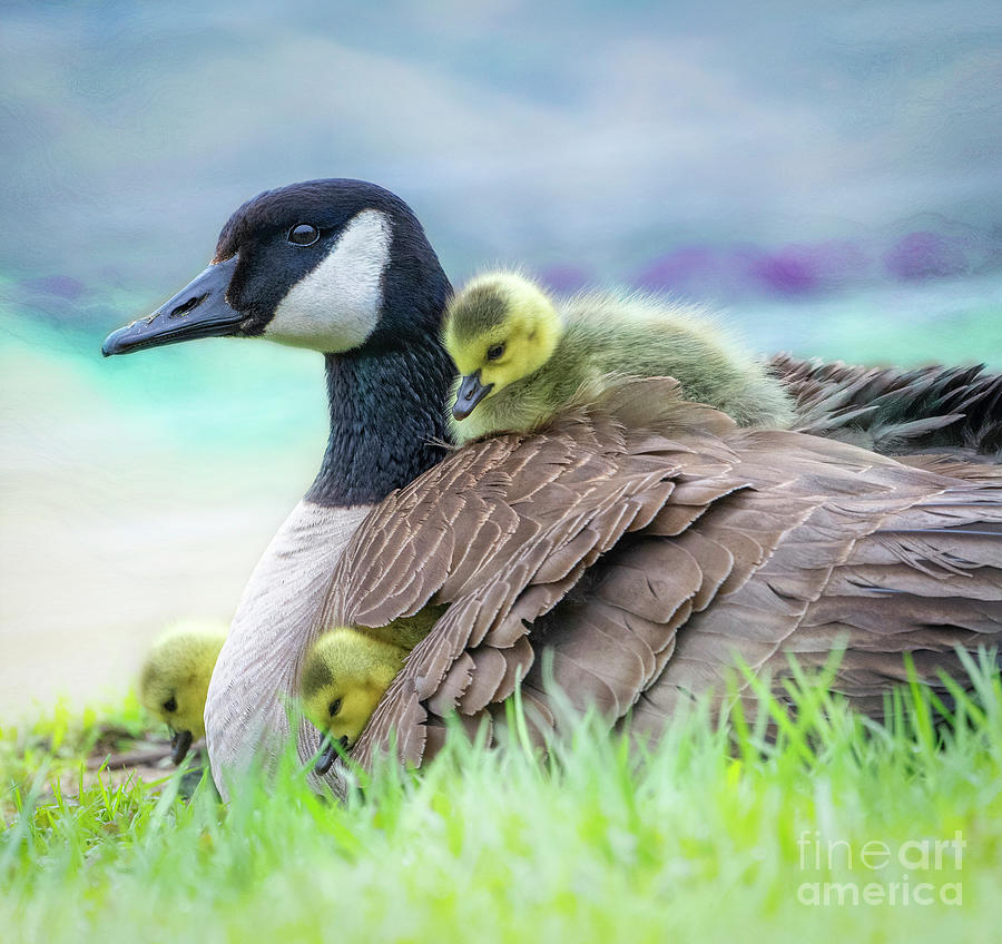 Canada Goose with Chicks Photograph by Sandra Rust