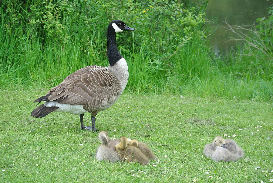 Canada Goose With Four Goslings 72 Photograph by Lynne Iddon - Fine Art ...