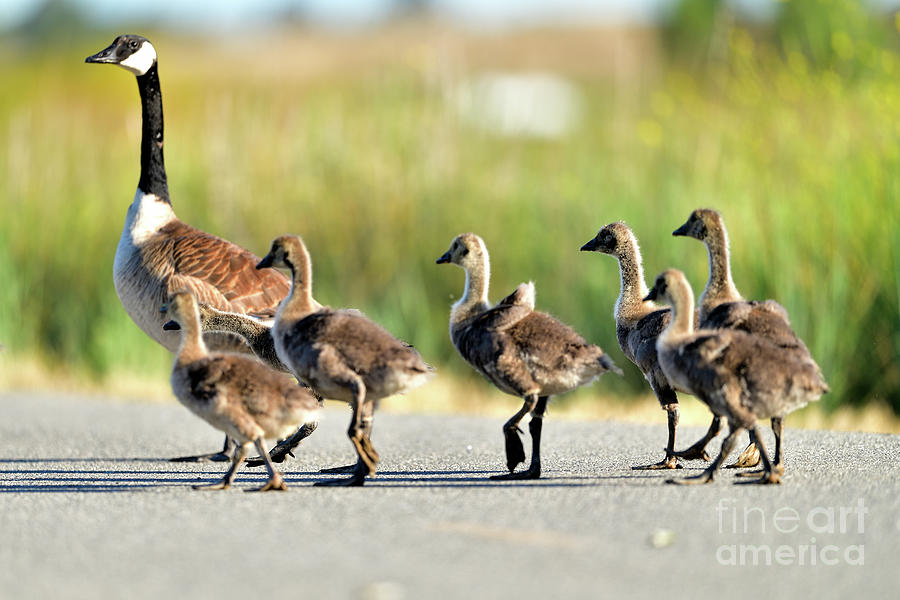 Canada goose with gosling  Photograph by Amazing Action Photo Video