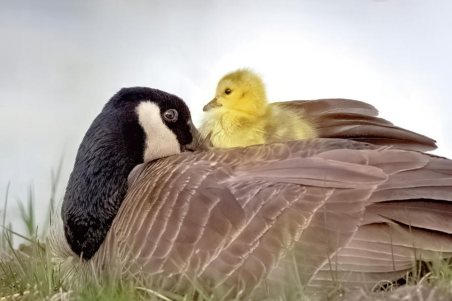 Canada Goose with Gosling Photograph by Jack Bell