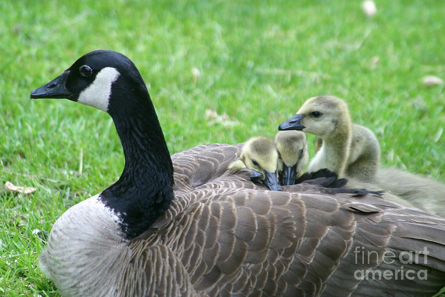 Canada goose with goslings under her wings Photograph by Bugu Wang ...