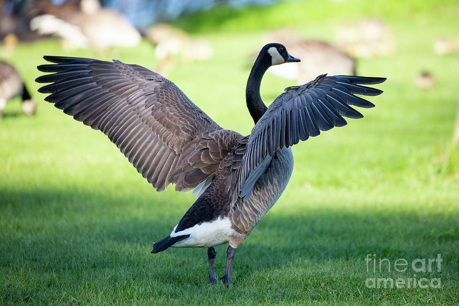 Canada goose with wings ready Photograph by Michael Tatman - Fine Art ...