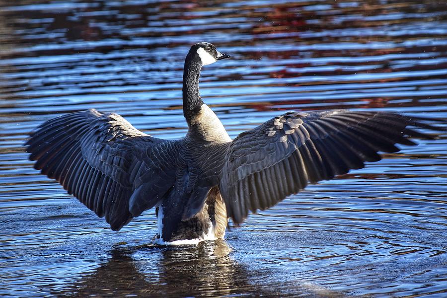 Canada Goose With Wings Spread Photograph by Dana Hardy - Fine Art America