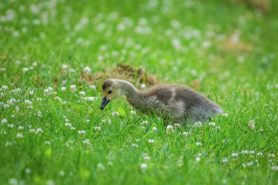 Canada Gosling Photograph by Robert J Wagner