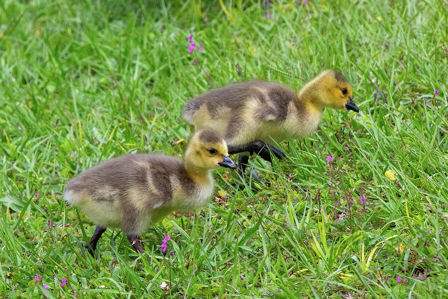 Canada Goslings Photograph by Donna Kaluzniak - Fine Art America