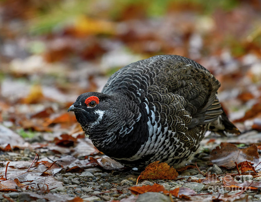 Canada Grouse Photograph by Nina Stavlund