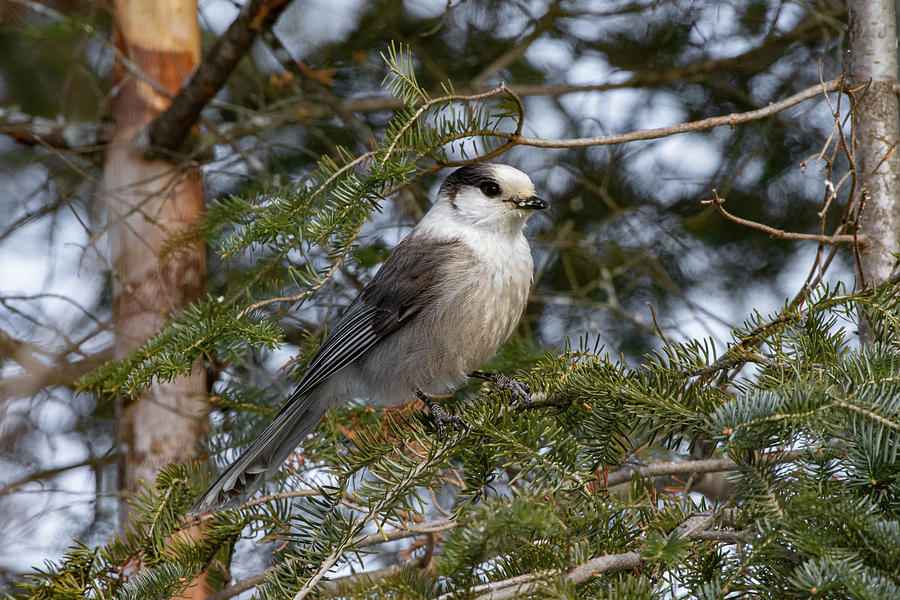 Canada jay 2 Photograph by Dwight Eddington - Fine Art America