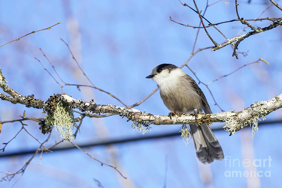 Canada Jay In Algonquin Photograph by Charline Xia