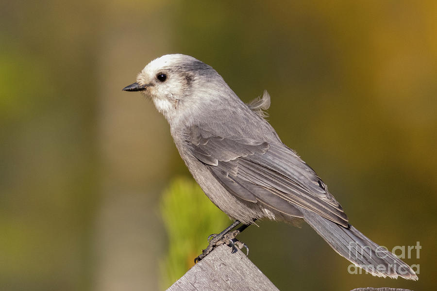 Canada Jay In Western Rocky Photograph