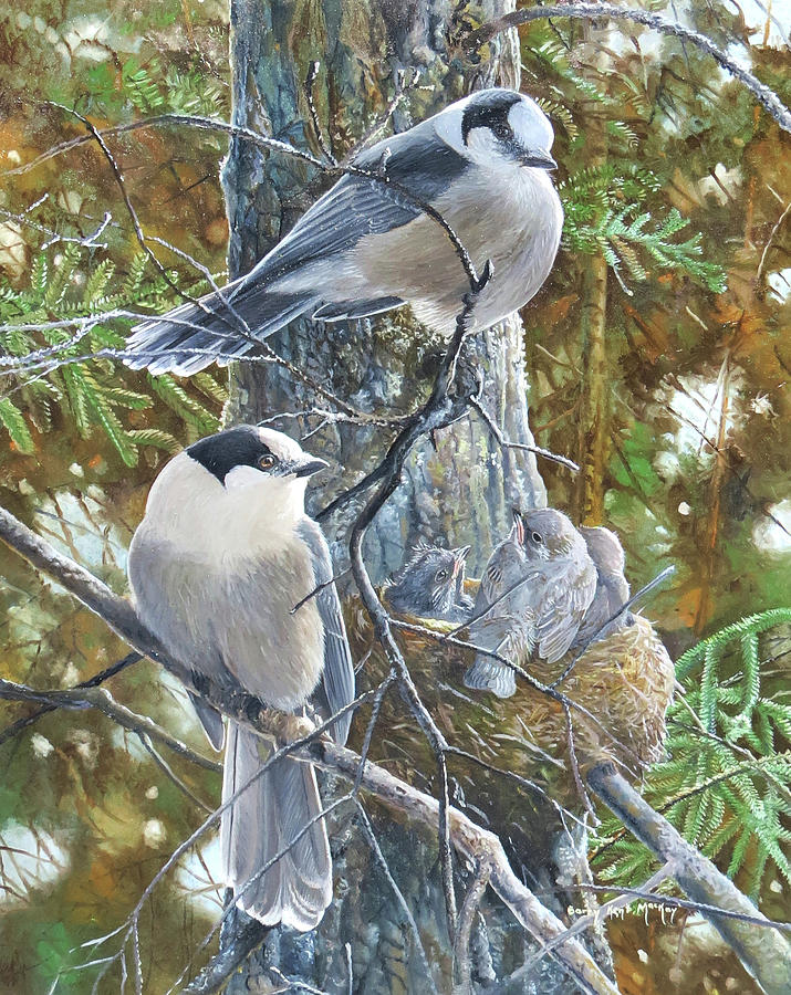 Canada Jays at Nest Painting by Barry Kent MacKay