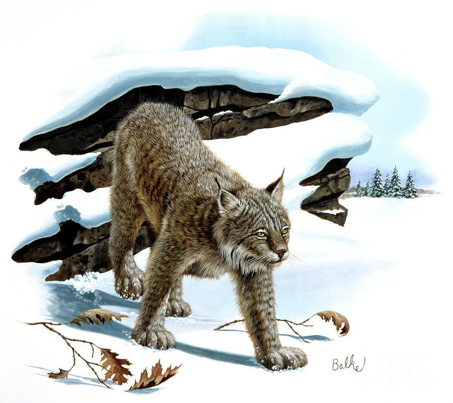 Canada Lynx and Red Oak Painting by Don Balke