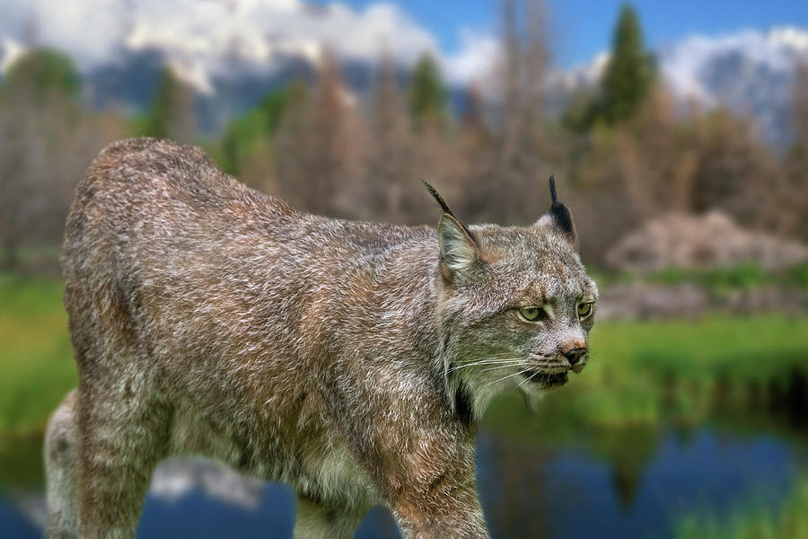Canada Lynx Photograph by Arterra Picture Library