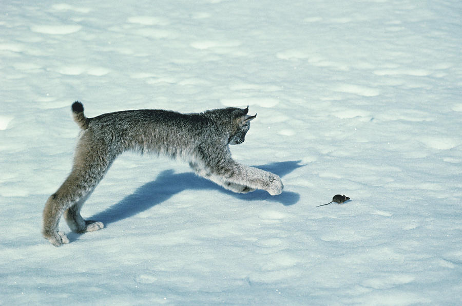 Canada lynx chasing mouse on bright snow Photograph by Tom Brakefield