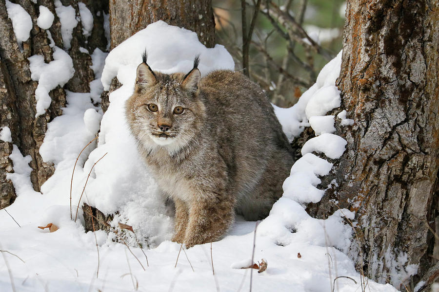 Canada Lynx Kitten in the Snow Photograph by Teresa Wilson