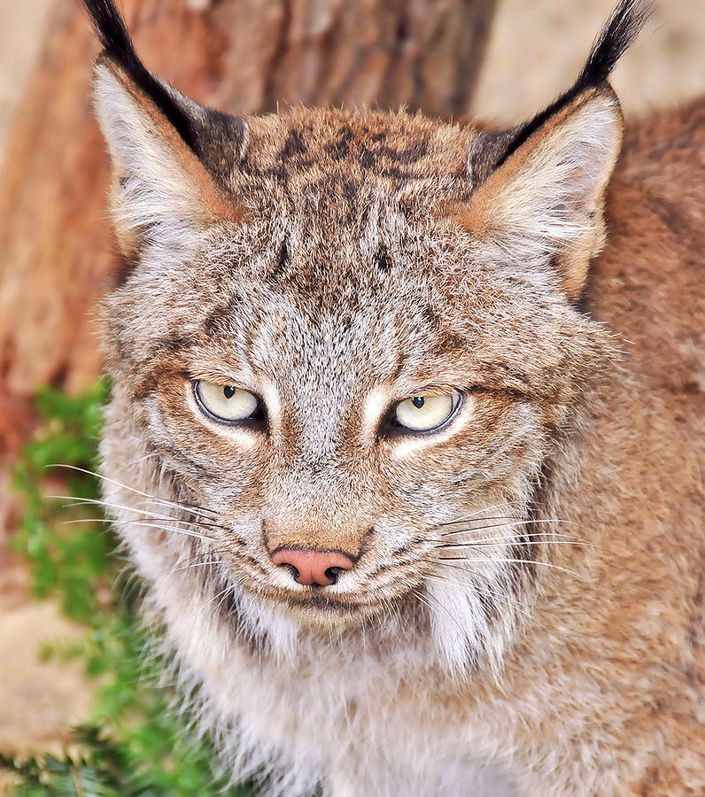 Canada Lynx Photograph by Robert Libby