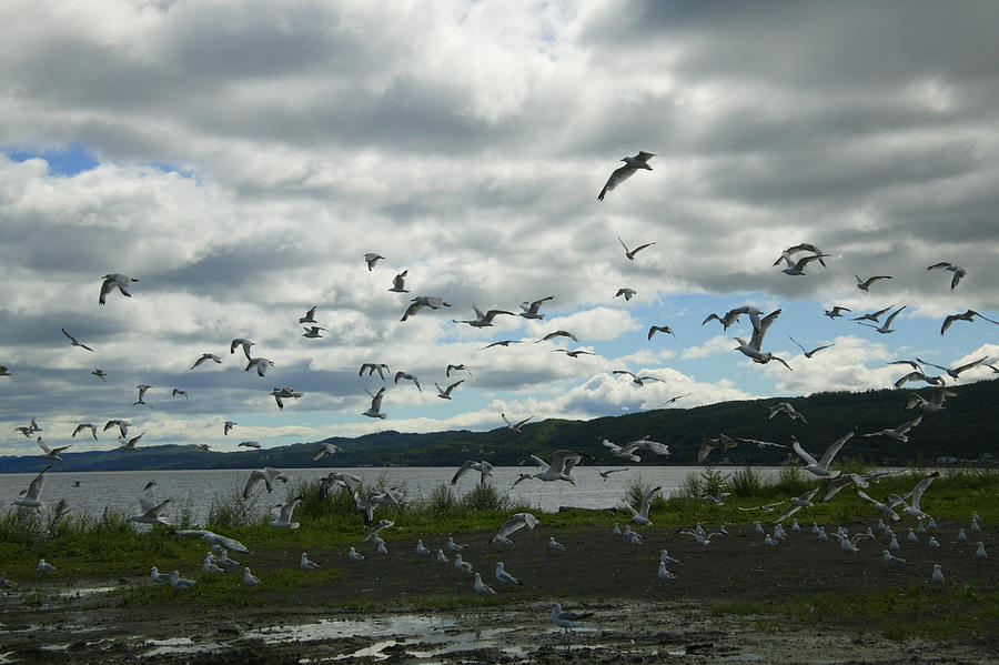 Canada, New Brunswick, Campbellton, Flock of seagulls flying Photograph by Takao Shioguchi