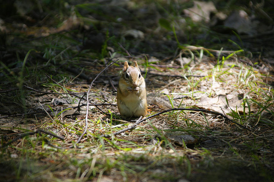 Canada, Ontario, Killbear Provincial Park, Brown squirrel eating nut Photograph by Takao Shioguchi