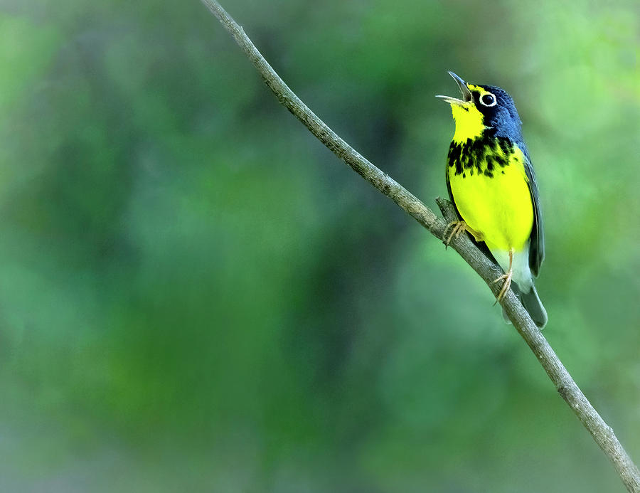 Canada Warbler Photograph by Art Cole