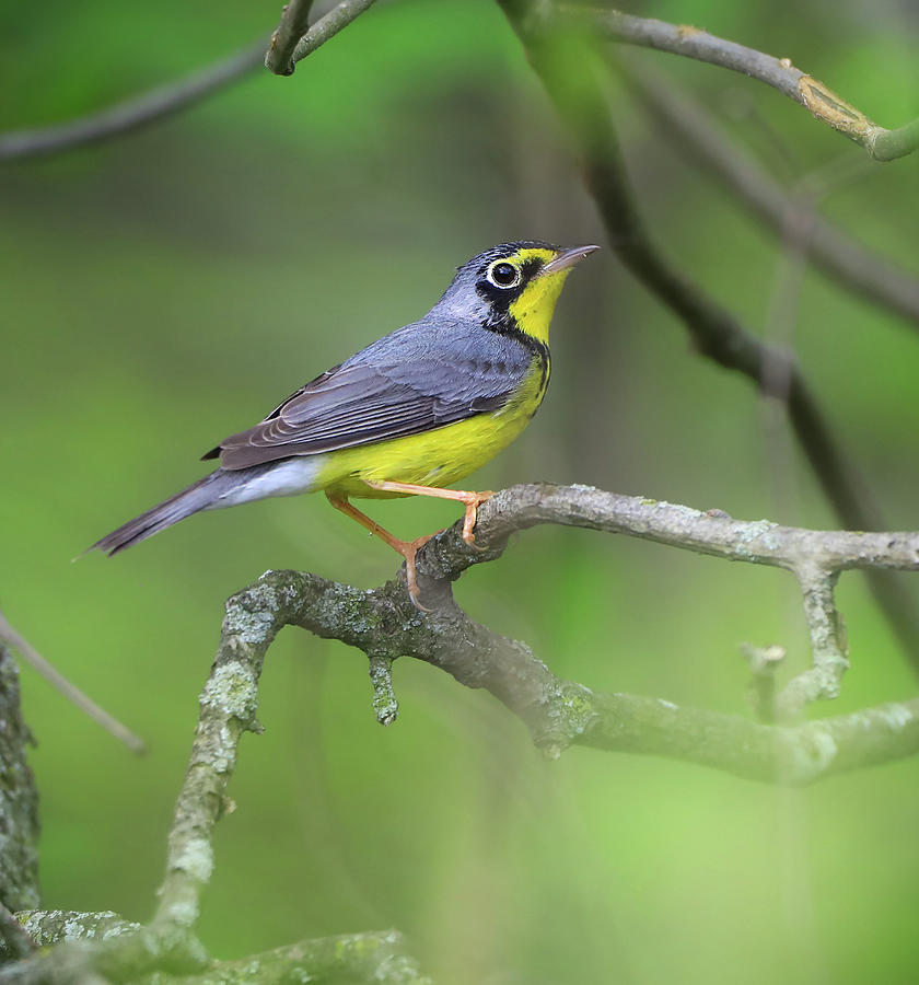 Canada Warbler Photograph by Dan Sproul