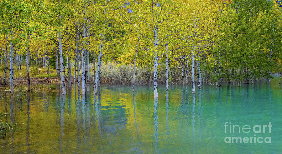 Canadian Autumn Aspens In Liquid Photograph
