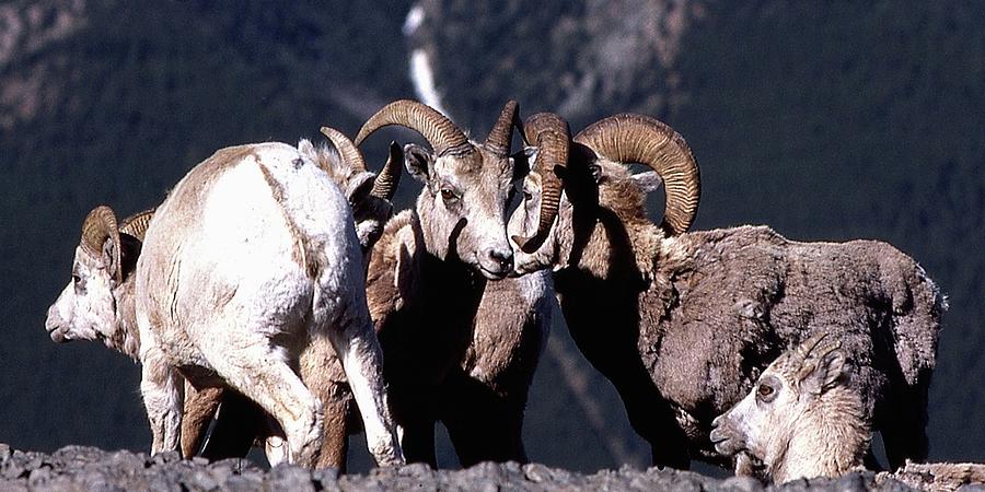 Canadian Bighorns Photograph by Jerry Sodorff