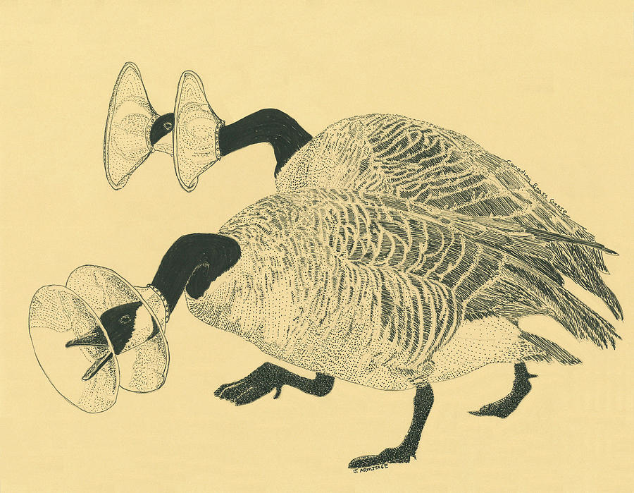 Canadian Brass Geese Drawing by Jenny Armitage