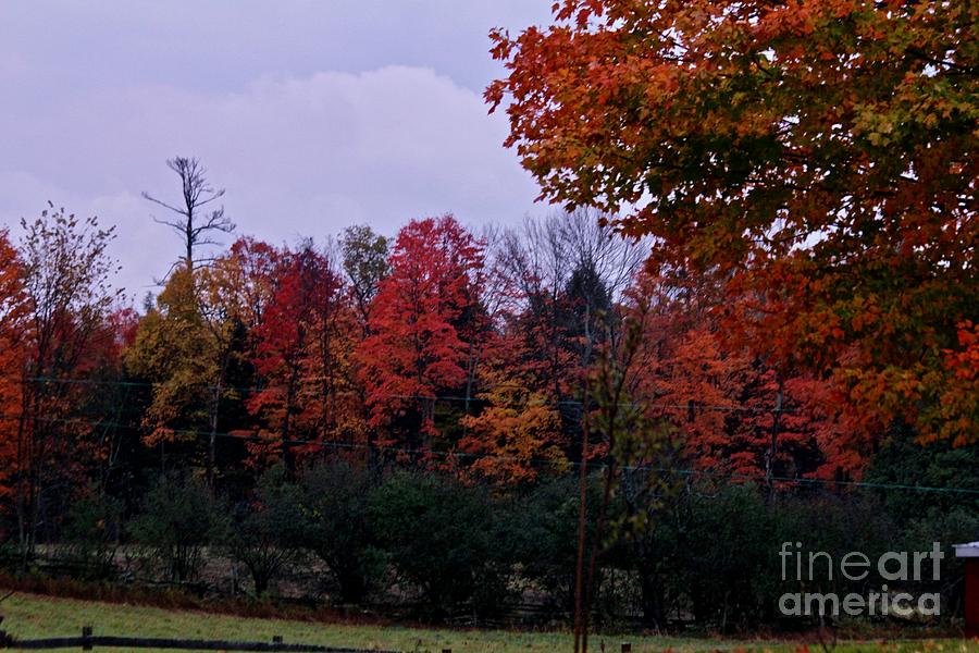 Canadian Fall Photograph by Ann E Robson