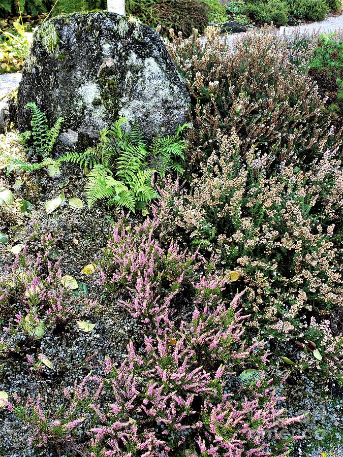 Canadian Ferns And Heather Photograph