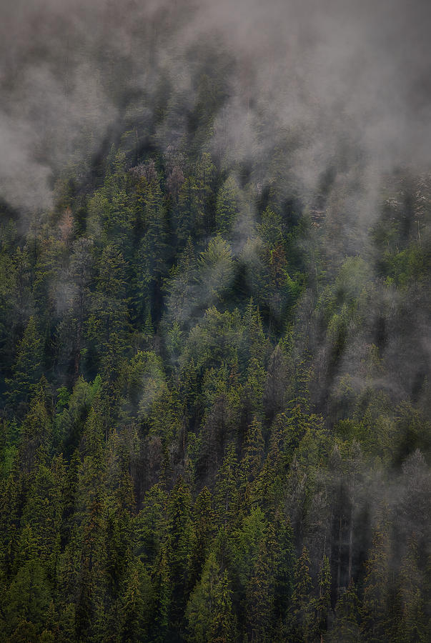 Canadian Forest Photograph