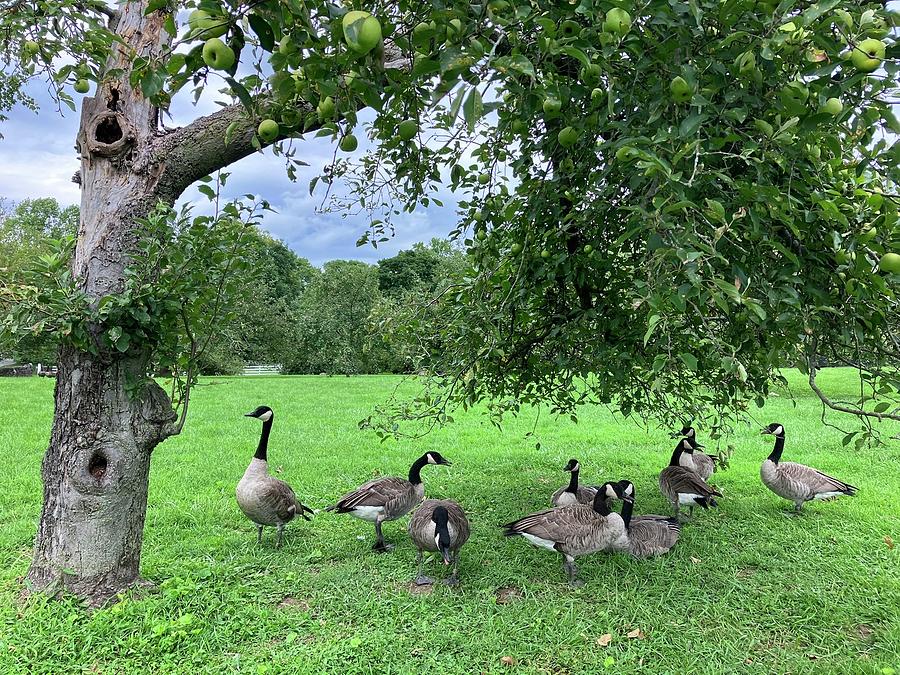 Canadian geese and apple tree in Central Kentucky Photograph by Stevie