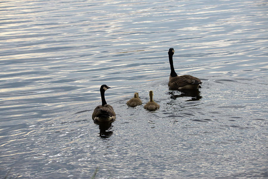Canadian Geese And Goslings Photograph