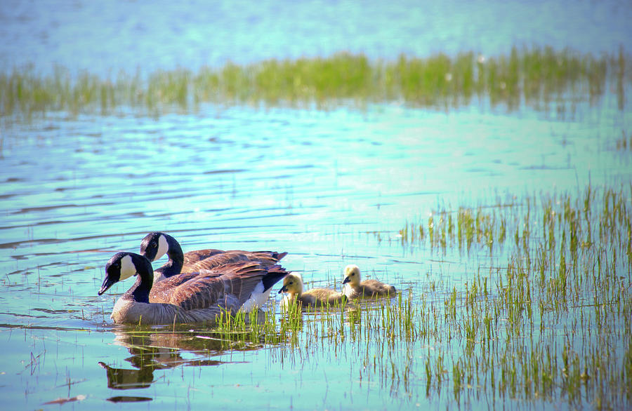 Canadian Geese and Goslings Photograph by Sally Bauer